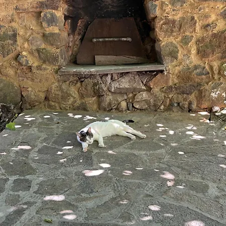 The Old Nest Pensiune